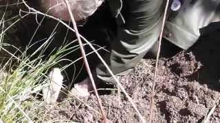 Begravelse for fugleunger