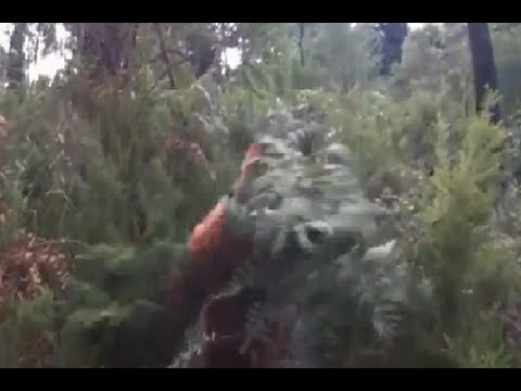 'Yowie' (Bigfoot) Attacks Bush Hiker