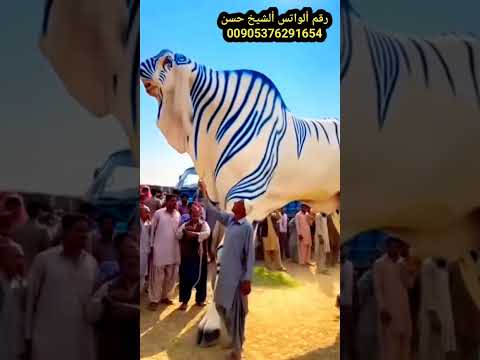 يارب رقم ألواتس ألشيخ حسن00905376291654