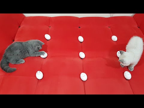 Little Cats vs Egg Heads