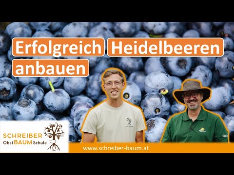 Der wichtigste Tipp für Heidelbeeren - So gelingt der erfolgreiche Anbau - @ErdGefluester