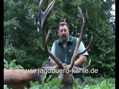 Alter Kronenzehner liegt auf der Strecke!