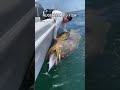 Big Goliath Grouper