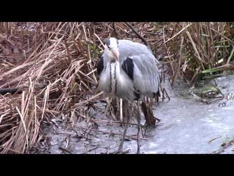 MongoTV_688 - Del 3 - Gåtur Tirsdag 12.Januar 2016 - Mølleåen Marienborg Nybro Sophienholm