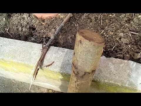 Crash test telefonu Philips