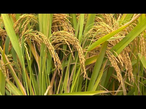 Third-generation hybrid rice achieves high yield