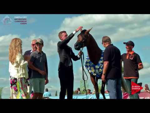 2ND PLACE  N.69 RADJAH DE CARTHEREY - Chantilly 2017 European BC - Colts Championship (Class 14)