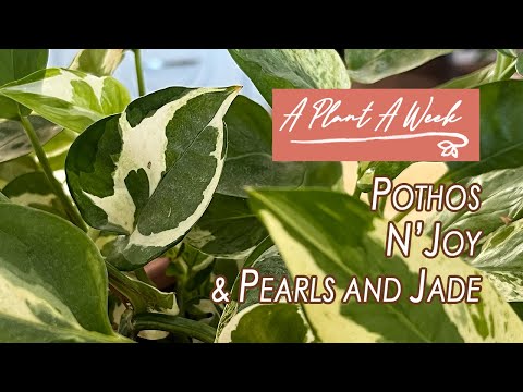 Pothos N'Joy & Pearls and Jade Care | A Plant A Week