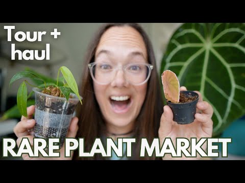 Rare plant market Eindhoven - a vlog | Plant with Roos