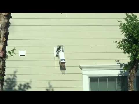 Starlings Use Broken Vent To Gain Access into a Home in Manalapan, NJ