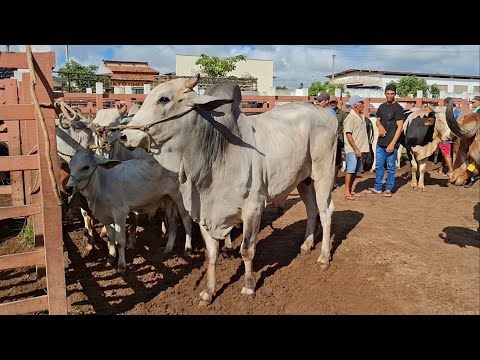 GADO PRA ECOLHER NA FEIRA DE LAGOA DE PEDRAS-RN 16.03.2026
