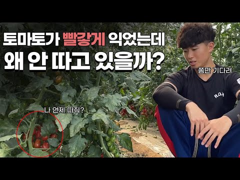 , title : '재배맨은 도대체 언제 토마토를 수확할까?'