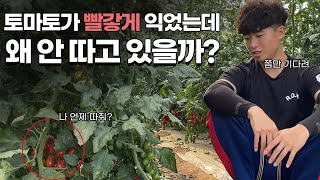 재배맨은 도대체 언제 토마토를 수확할까?