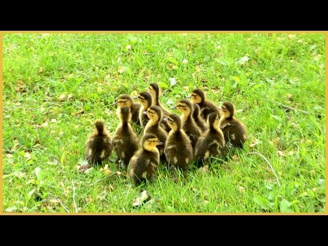 Female Mallard Duck with Baby Ducklings being Attacked