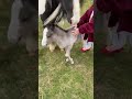 Horse kicks child