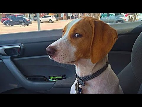 Funniest Brave Dog Going to the Vet - Funny Dog's Reaction