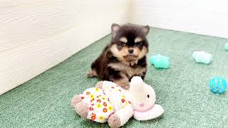 ハーフ犬の動画01