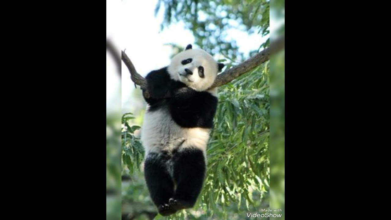 Cool Panda Wallpaper HD 3