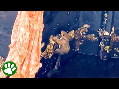 Smart squirrel understands what her rescuers want her to do 🥹👏