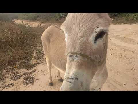 matuto da roça 👍👍