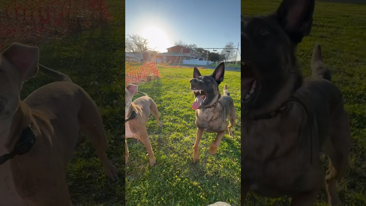 Chomp chomp 🐊 #belgianmalinois #malinois #maligator #outdoors