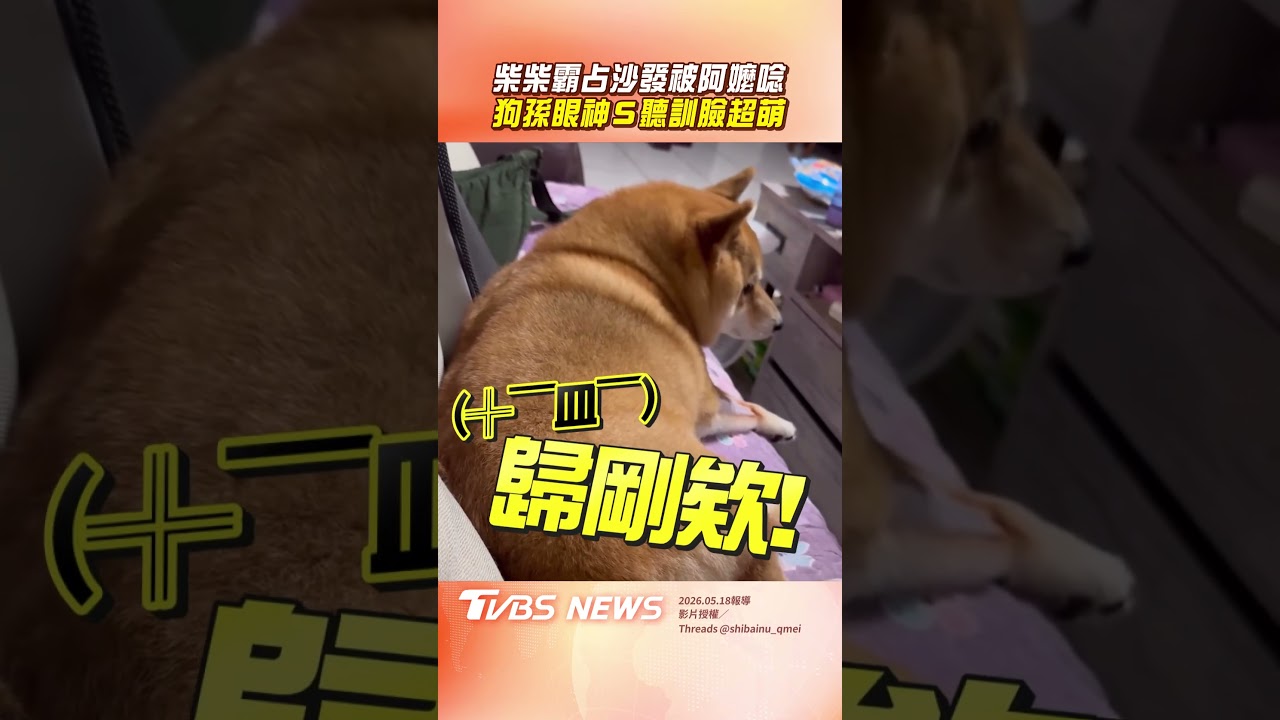 影音/胖柴篡位被阿嬤「機關槍式訓話」 狗孫「生無可戀→嬉皮笑臉」超萌