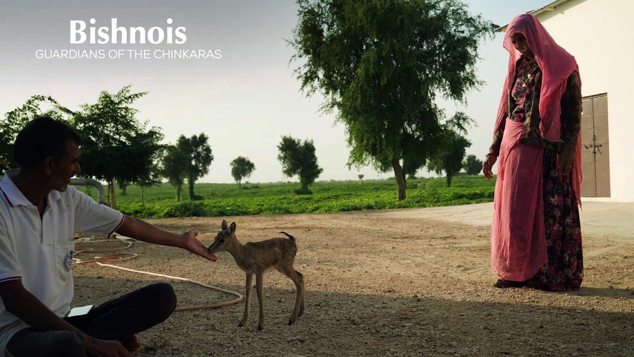 Bishnois: Guardians of the Chinkara