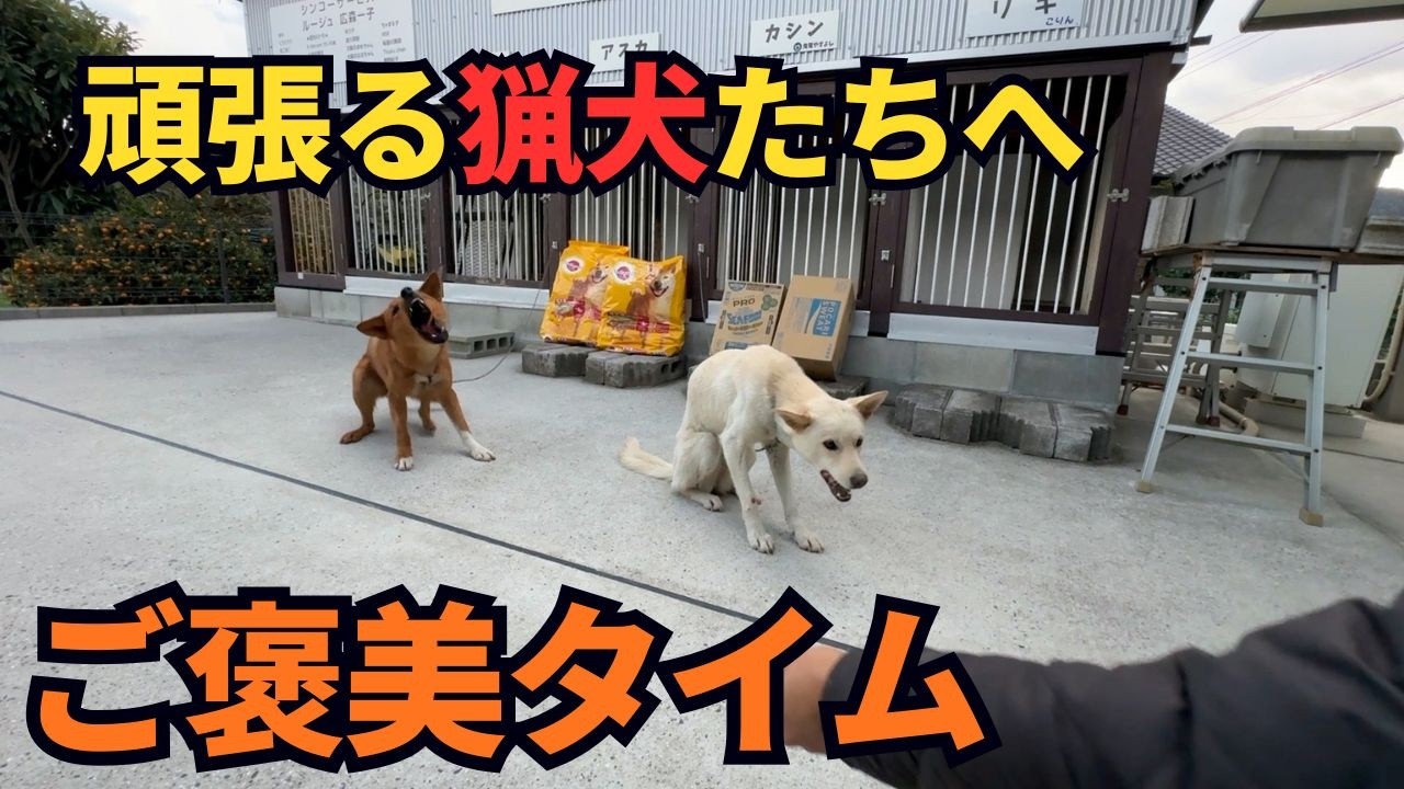 【至福の時間】イノシシ駆除のために命を張って頑張ってくれてる猟犬たちへご褒美タイム！