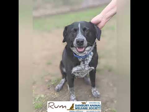 Rum, an adopted Hound Mix in Danbury, CT_image-1
