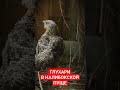 КРАСНОКНИЖНЫЕ ГЛУХАРИ/Знакомимся с обитателями заказника «Налибокский»