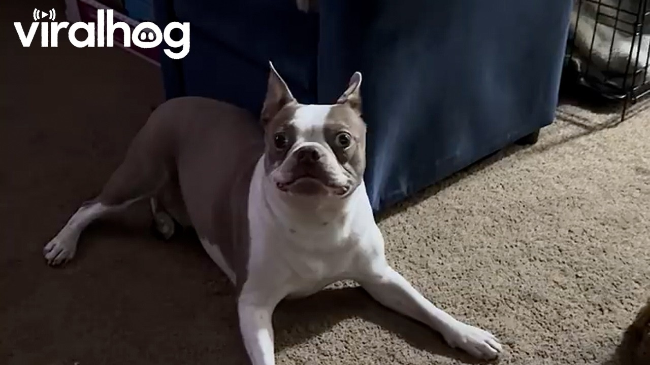 When Your Dog Wants to Play and Your Cat Wants to Be Left Alone || ViralHog