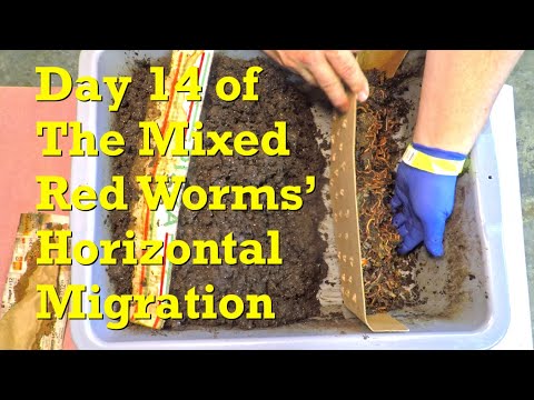 Horizontal migration checked on in busy, 308-day mixed red worm bin after 2 weeks - vermicompost