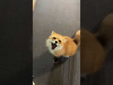 Miles the Red Fox gets a boop! 💚 #redfox #petfox #exotic #fox