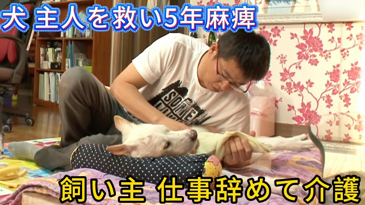 犬が主人を救うために5年間麻痺、飼い主は辞職して献身的に看護…まさかの奇跡が起きた！#animals #感動する話 #ペット