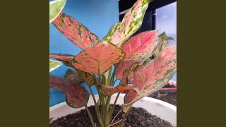 Download lagu Ramainya Pasar Malam mp3