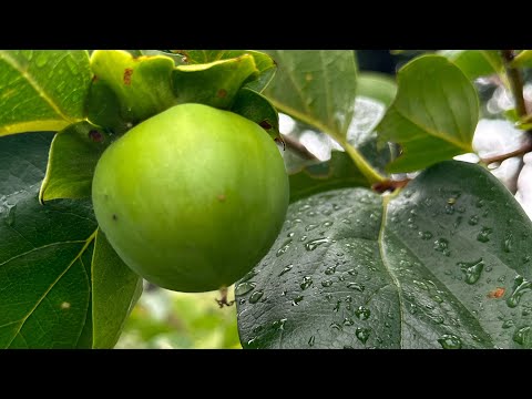 Asian Persimmons Fuyu, Hachiya, Saijo,  Tani Nashi, Hana Fuyu and Eureka June 2023
