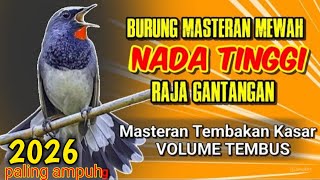 Download lagu Masteran Rahasia Para Jawara 💥 Burung Cepat Jadi Petarung mp3