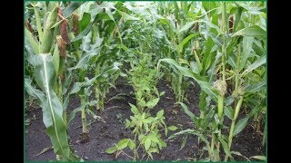preview picture of video 'intercrops ' maize  redgram and Lablab , cutting మొక్కజొన్న ,కంది #corn #redgram #poormanbean'