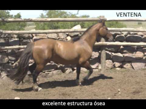 Ventena do Puruna español