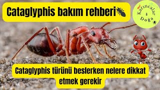 Cataglyphis cinsi karınca bakım rehberi 🐜| Nelere dikkat etmelisiniz? Nasıl besl