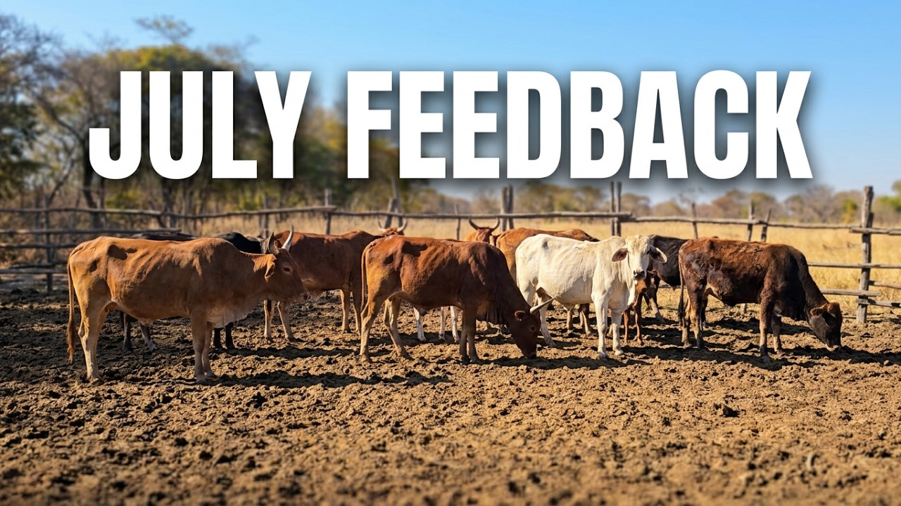 FarmTalk cattle industry coverage