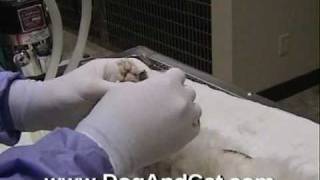 Cat Declaw Surgery
