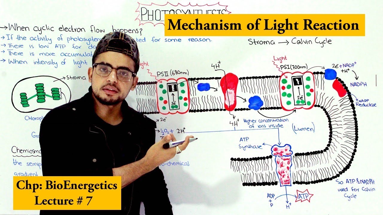 Light reaction of Photosynthesis