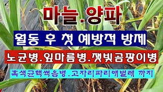 [텃밭농부 1,800]  마늘. 양파밭에 월동후 병충해 예방적 방제하는 방법. #마늘재배 #양파재배