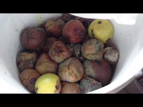 Checking on the "easy" apple cider vinegar