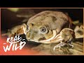 How Come This Frog Is So Unique? | Weird Creatures | Real Wild Documentary How Come This Frog Is So Unique? | Weird Creatures | Real Wild Documentary