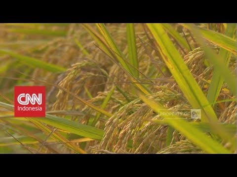 Ayam besar porno di kecil Palu stensil Thor