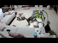 Cat Comforts Crying Baby
