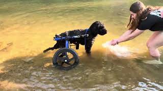 Video preview image #1 Poodle (Standard)-Unknown Mix Puppy For Sale in Shermans Dale, PA, USA