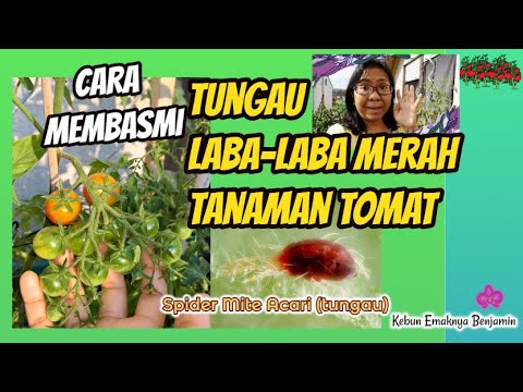 , title : 'Hama Tungau Laba laba Spider Mite pada Tanaman Tomat'